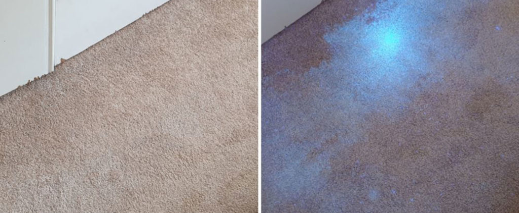 Carpet Odours and Hidden Pet Stains